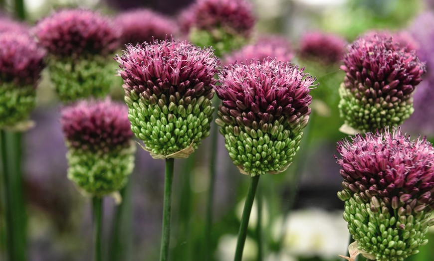 Image 7: Allium Bulbs Collection
