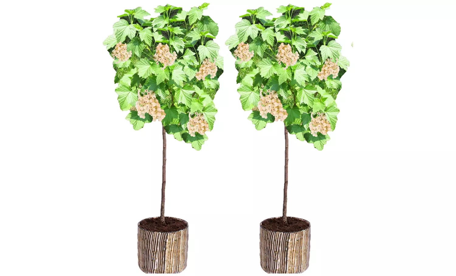 2er-Set weiße Johannisbeerpflanzen "Witte Parel" - Primary Image