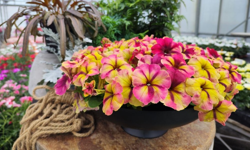 Image 9: Petunia 'Raspberry Shake' / 'Navy Velour' or Pink Pastel 