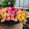 Image 9: Petunia 'Raspberry Shake' / 'Navy Velour' or Pink Pastel 