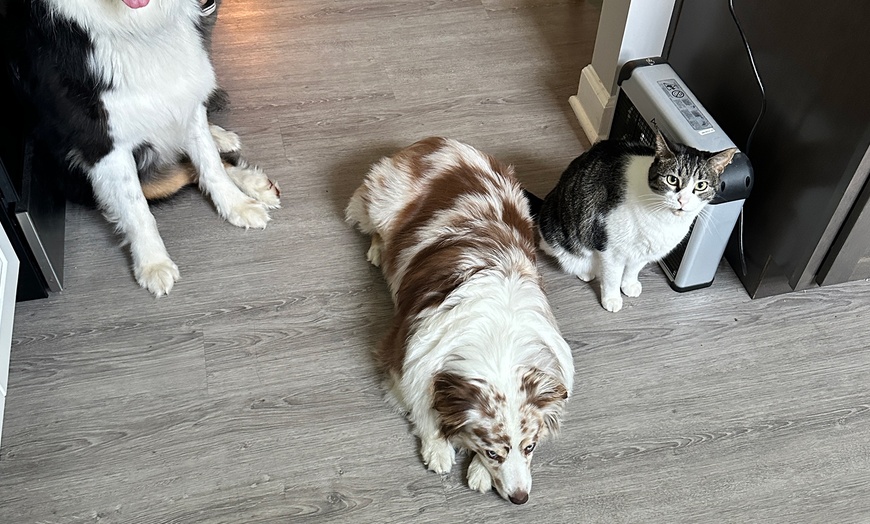 Image 4: Engage Your Pup with Games and Lessons