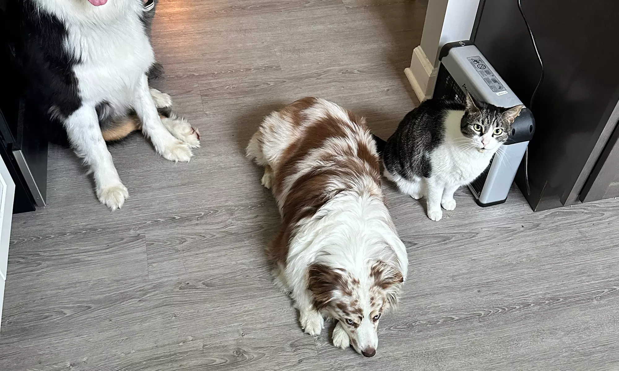 Engage Your Pup with Games and Lessons