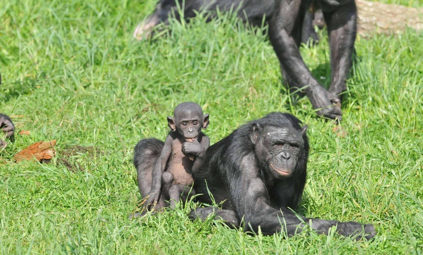 Image 4: La Vallée des Singes : expérience précieuse au cœur du monde sauvage
