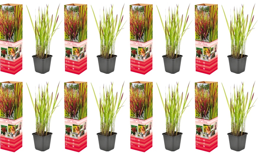 Image 4: Set de 4 ou 8 graminées ornementales "Red Baron" de Gardenzo