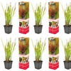 Image 4: Set de 4 ou 8 graminées ornementales "Red Baron" de Gardenzo