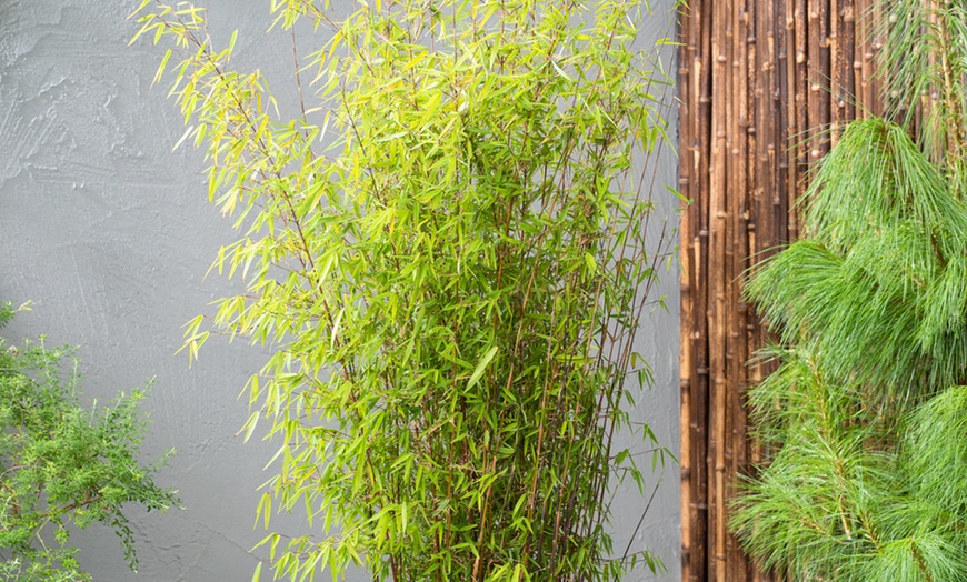 Image 15: Bambou Fargesia, non invasif
