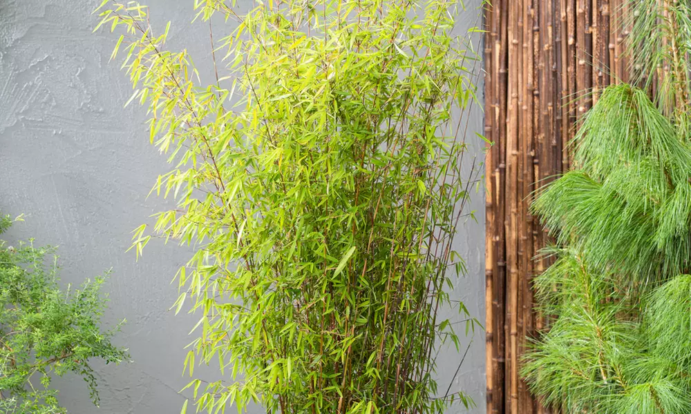 3x - 6x GARDENZO Bambus Asian Wonder, Rufa oder Red Dragon