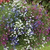 Image 1: Lobelia Ultra Cascade Mix - 12, 36 or 72 Plug Plants