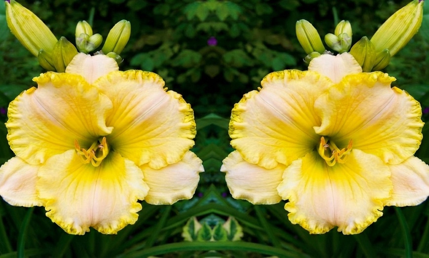 Image 8: Hemerocallis Day Lily Selection