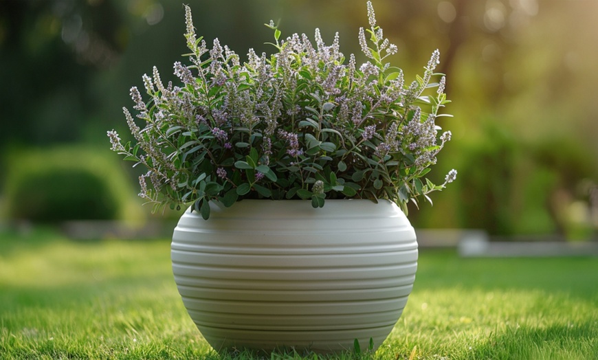 Image 1: Set de 6 o 12 plantas de Hebe Rootz