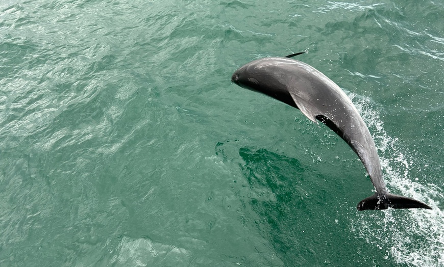 Image 4: Set Sail! Coastal Day Cruises with Breathtaking Views