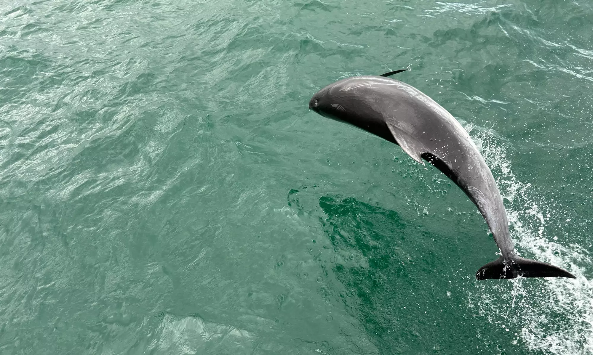 Set Sail! Coastal Day Cruises with Breathtaking Views