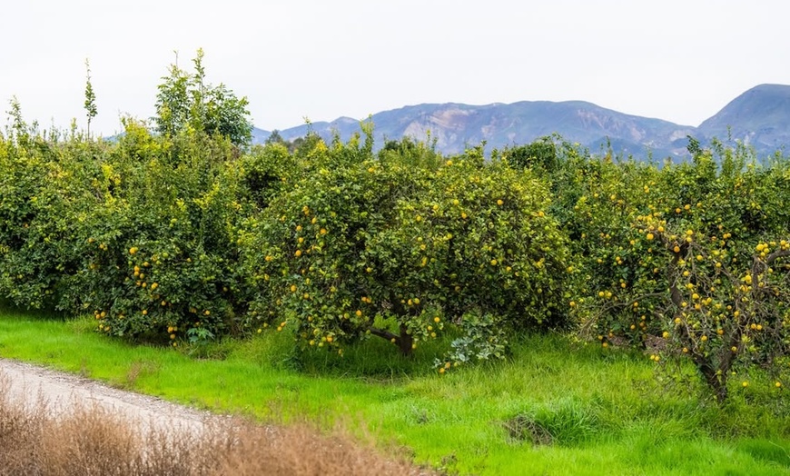 Image 4: Railbike Experience for up to Two People across California's Groves!