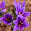 Image 1: 20 or 40 Saffron Crocus Bulbs – Autumn-Flowering Purple Blooms