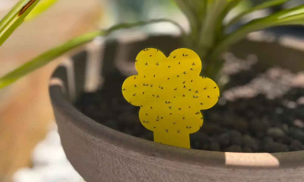 Two or Three Sets of 30-Pack Midge and fly traps