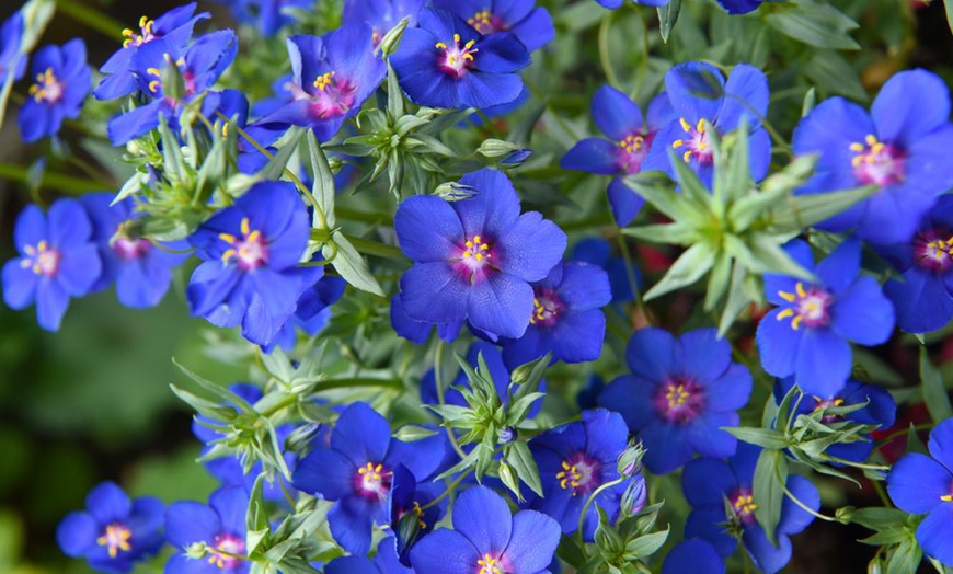 Image 3: Summer Flowering Cascading Basket Plants