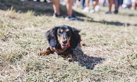 Pet & Portrait Mini Session - K9 Fotos