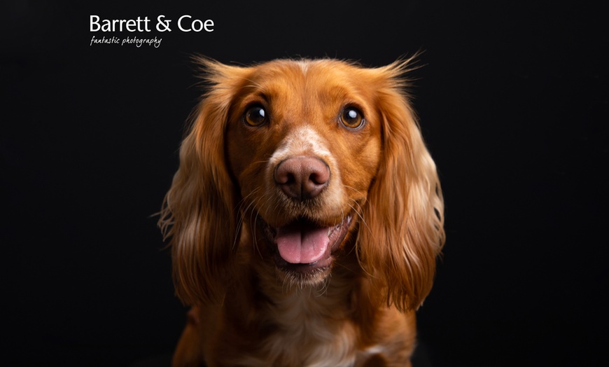 Image 3: Say Paw-lease! Pet Photoshoot + 8"x6" Print – Save up to 91%