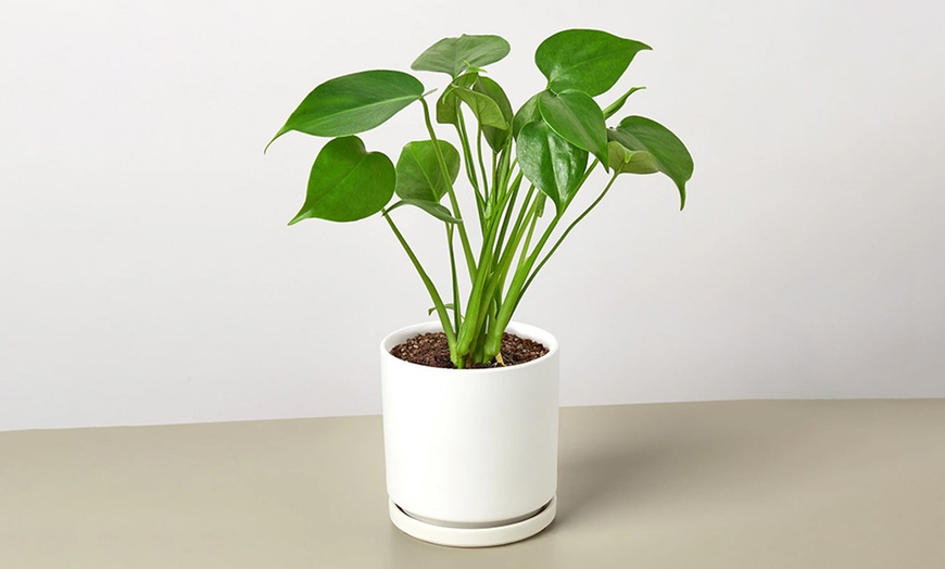 Image 10: Monstera Split Leaf from House Plant Shop with Free Shipping (Up to 15% Off)