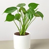 Image 10: Monstera Split Leaf in 4",6",8", and 10" Sizes with Free Shipping (Up to 15% Off)