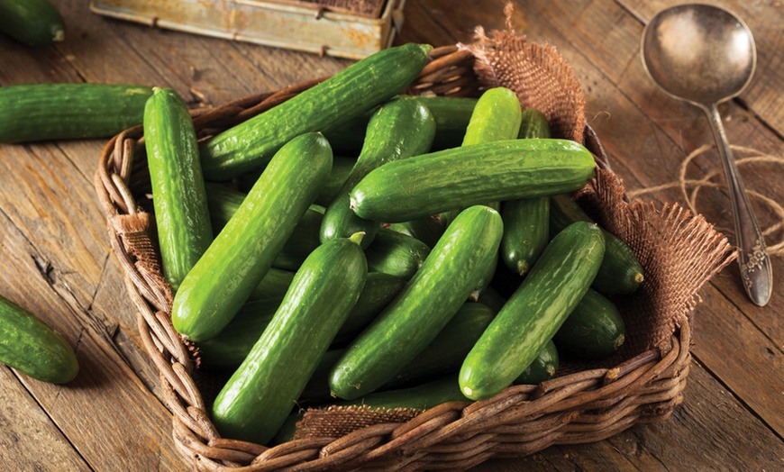 Image 7: Bumper 35-Pack Vegetable Seed Kit and Free Garden Snips