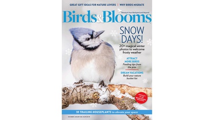 One-Year Magazine Subscription - Blue Dolphin Magazines