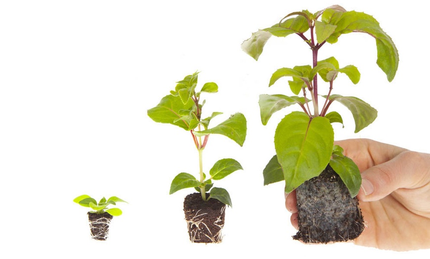 Image 3: 10 or 20 Antirrhinum 'Mini Butterflies' Dwarf Snapdragon Plants