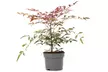 1 ou 2 plants de Nandina Domestica Obsessed (Bambou céleste), 30-40 cm - Second Medium