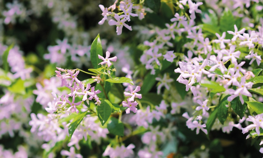 Image 11: Climbing Scented Star Jasmine Potted Plants 