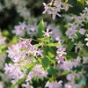 Image 11: Climbing Scented Star Jasmine Potted Plants 