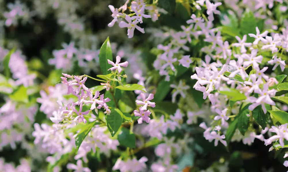 Climbing Scented Star Jasmine Potted Plants
