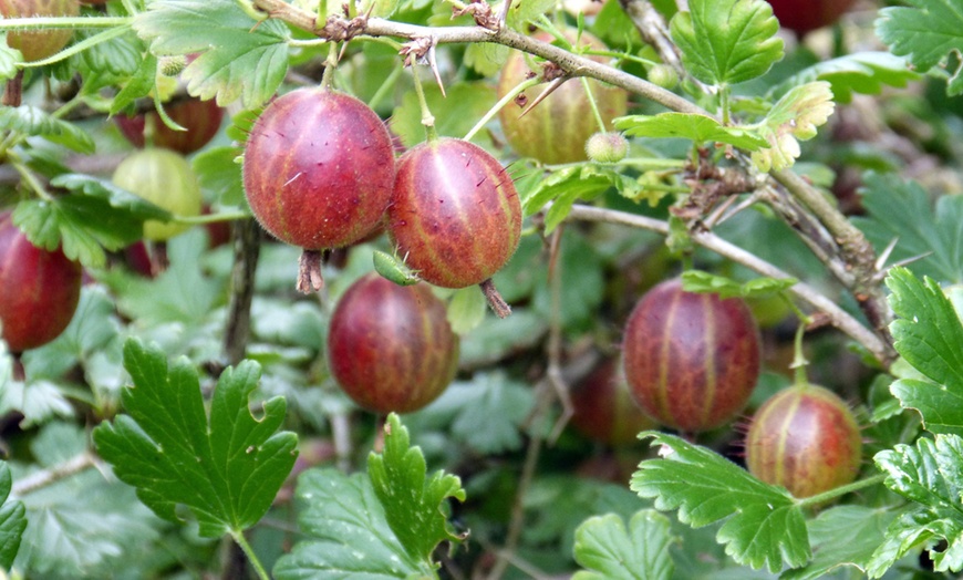Image 5: Pack de grosellas a elegir de Gardenzo