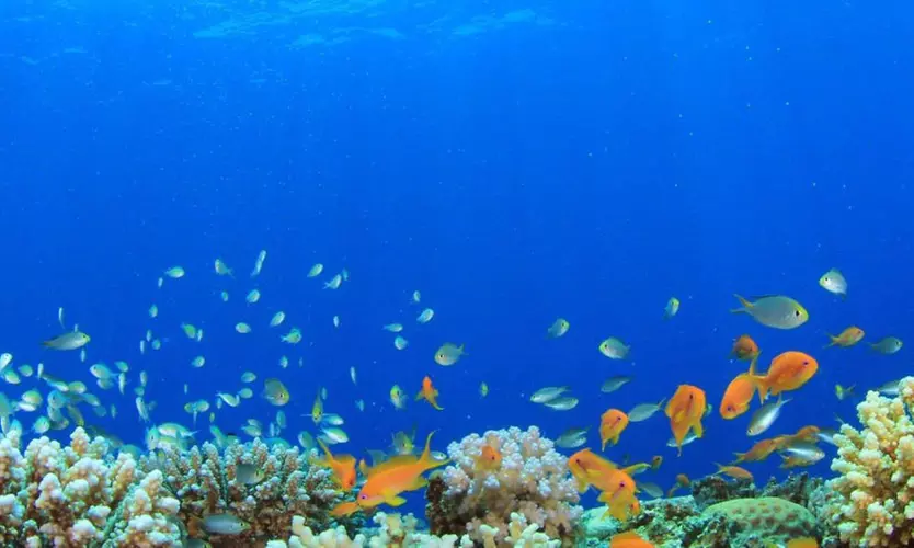 SSI Open Water Diver Course for One or Two People