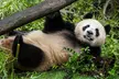 Experience the Best of San Diego: 1-Day Pass to San Diego Zoo with Guided Bus Tour & Skyfari Tram  - Second Medium