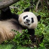 Image 2: Experience the Best of San Diego Zoo
