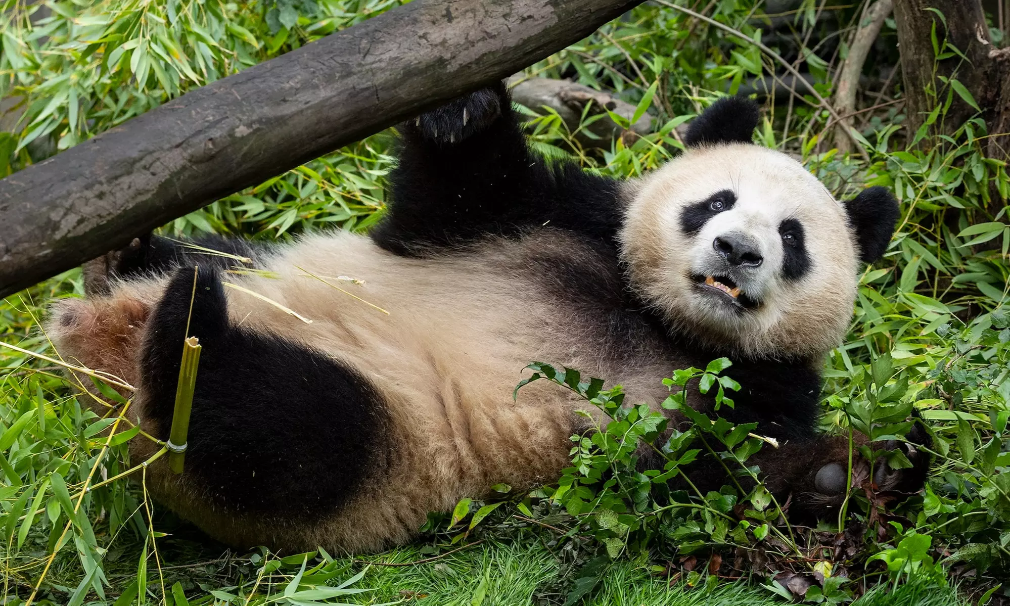 Experience the Best of San Diego Zoo