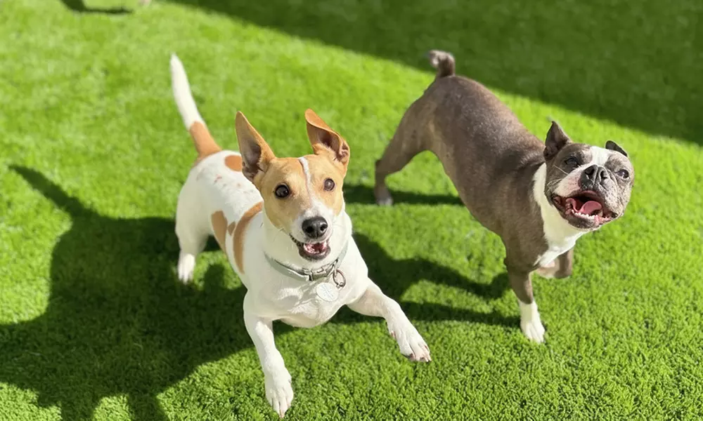 Full Day of Doggy Day Care Or Get $50 or $100 Credit Dog Grooming