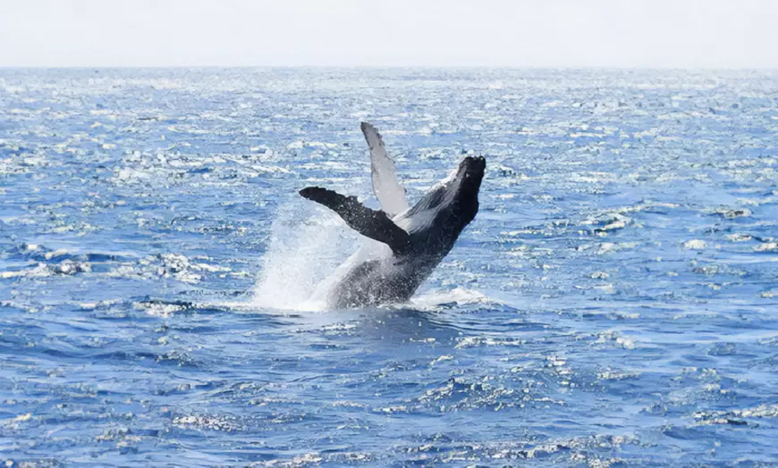 Image 6: Whale Watching Cruise at Augusta / Busselton / Dunsborough