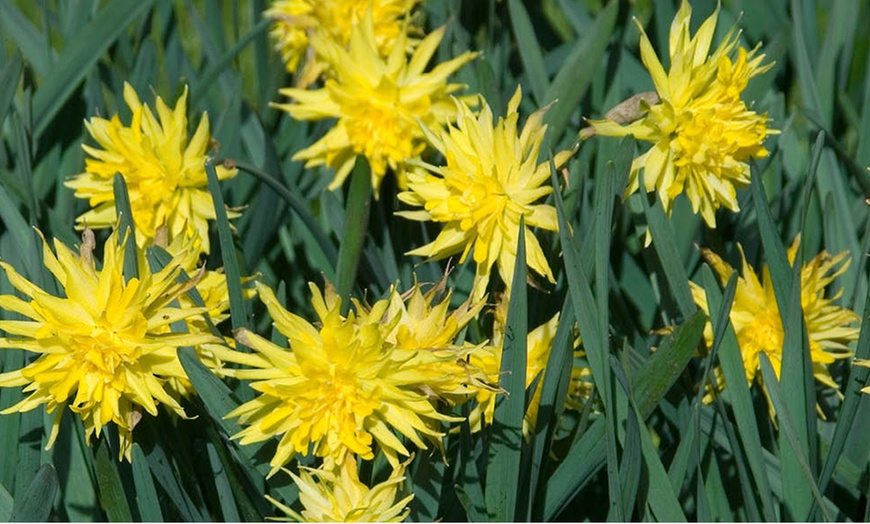 Image 1: 25 or 50 Narcissus 'Rip van Winkle' Spring Flowering Bulbs