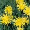 Image 1: 25 or 50 Narcissus 'Rip van Winkle' Spring Flowering Bulbs