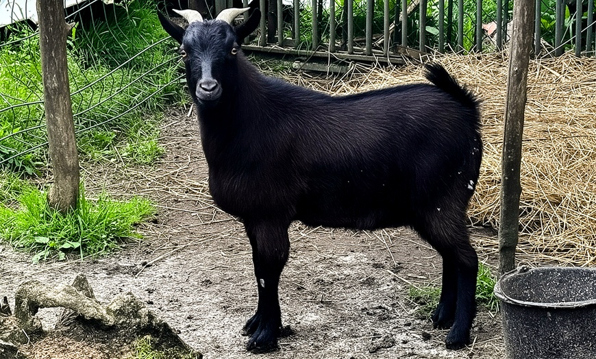 Image 5: Parc familial dédié à la protection des animaux