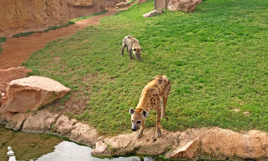 Image 4: ¡Descubre la selva en Valencia! Entrada para adulto o niño en Bioparc