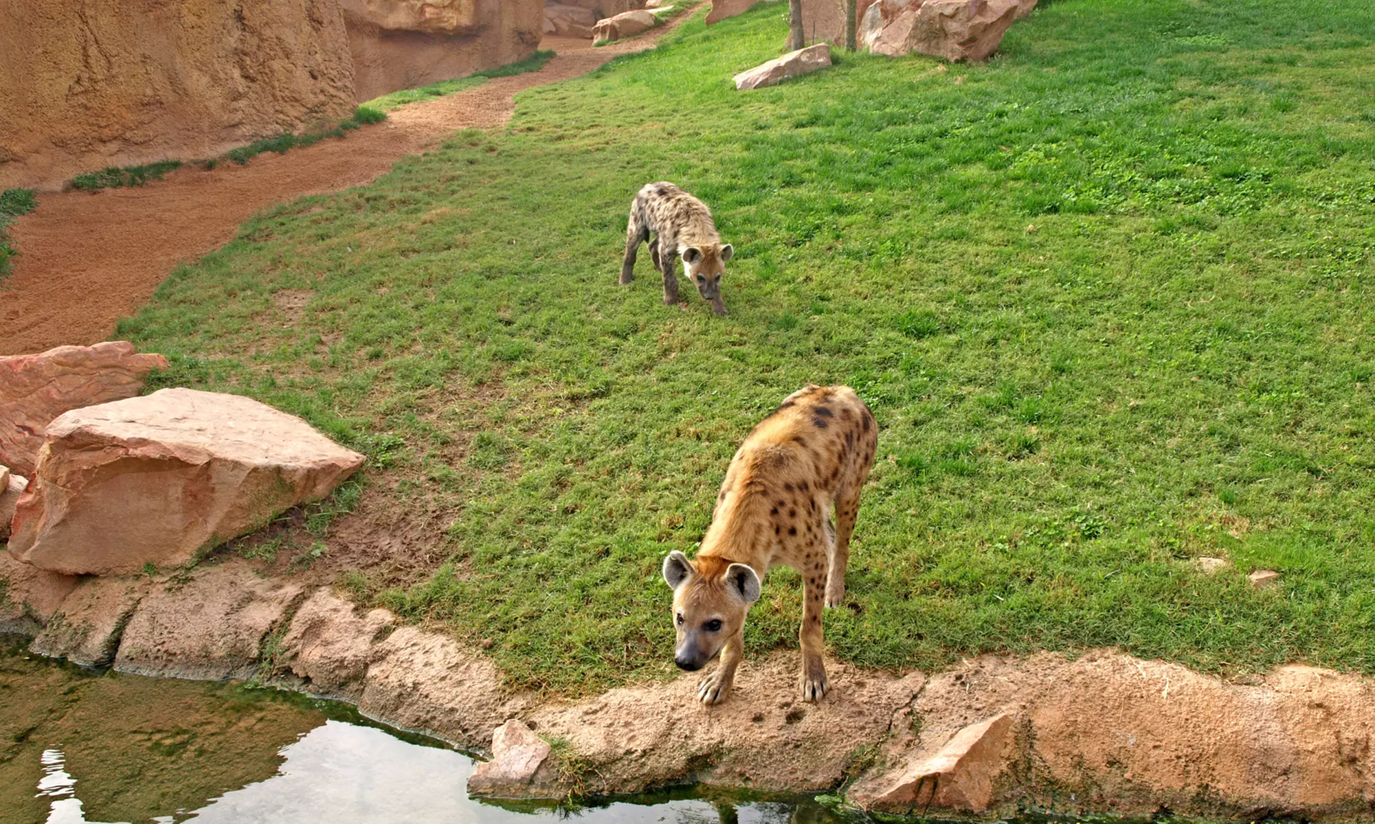 ¡Descubre la selva en Valencia! Entrada para adulto o niño en Bioparc