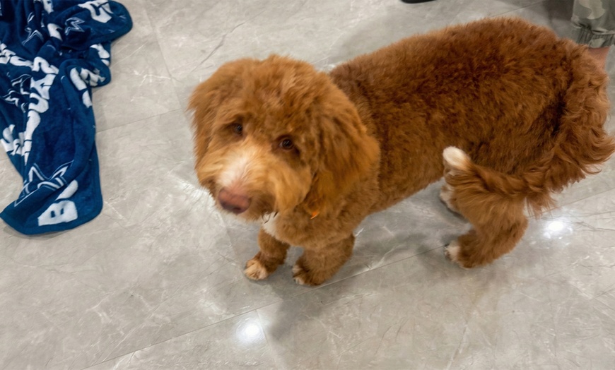 Image 7: Up to 59% Off on Vet at Your Veterinary Hospital