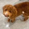 Image 7: Up to 59% Off on Vet at Your Veterinary Hospital
