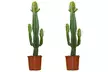 1 o 2 plantas decorativas “Euphorbia acruensis” Cowboy Cactus, fáciles de cuidar, con maceta incluida - Second Medium