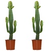 Image 3: Cactus de interior "Euphorbia Acruensis" con maceta incluida