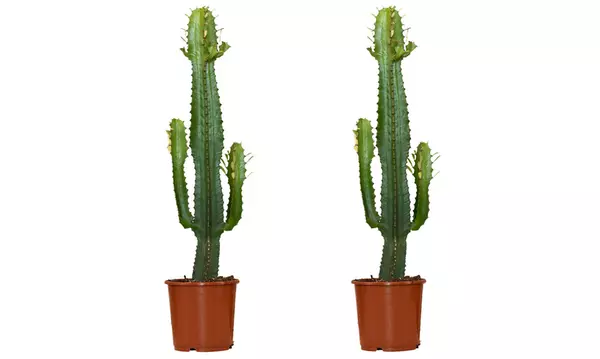 Bis zu 48% Rabatt auf 1x oder 2x Cowboy Kaktus Euphorbia Acruensis |  Groupon Shopping