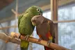 Bliskie spotkanie z papugami: bilety pojedyncze i dla całej rodziny do Papugarni Olsztyn (do -22%) - Image 2