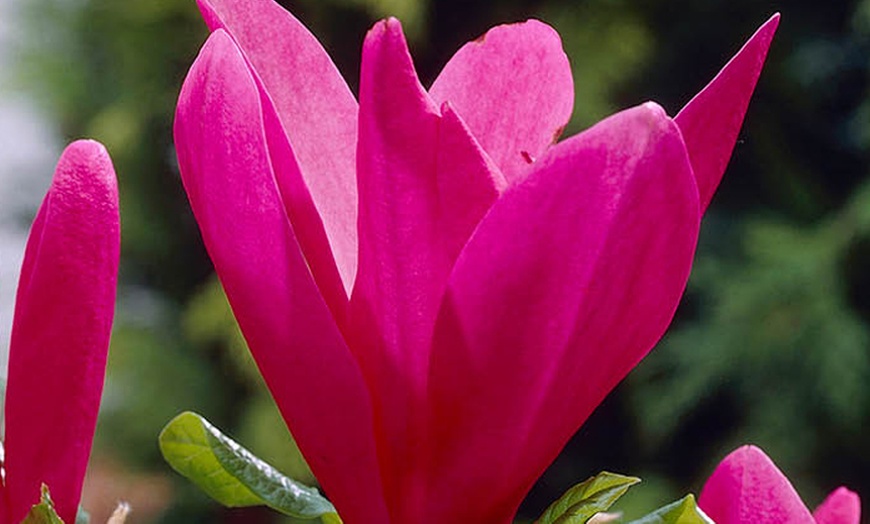 Image 4: Magnolia Tree Collection